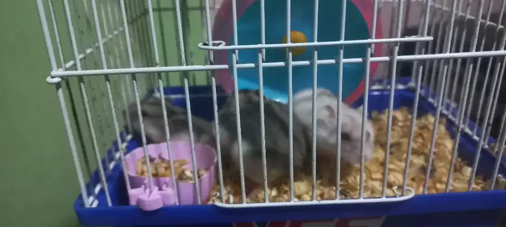 Barangkali ada yang mau lanjutin piara hamster