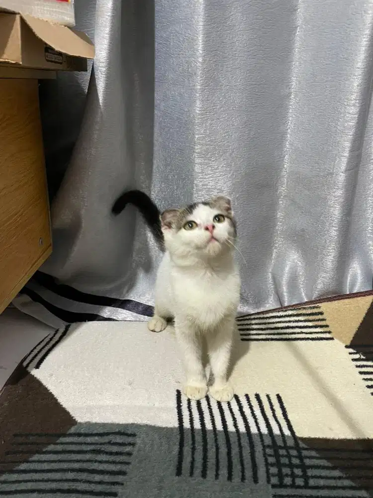 Scottish Fold Jantan 3bln