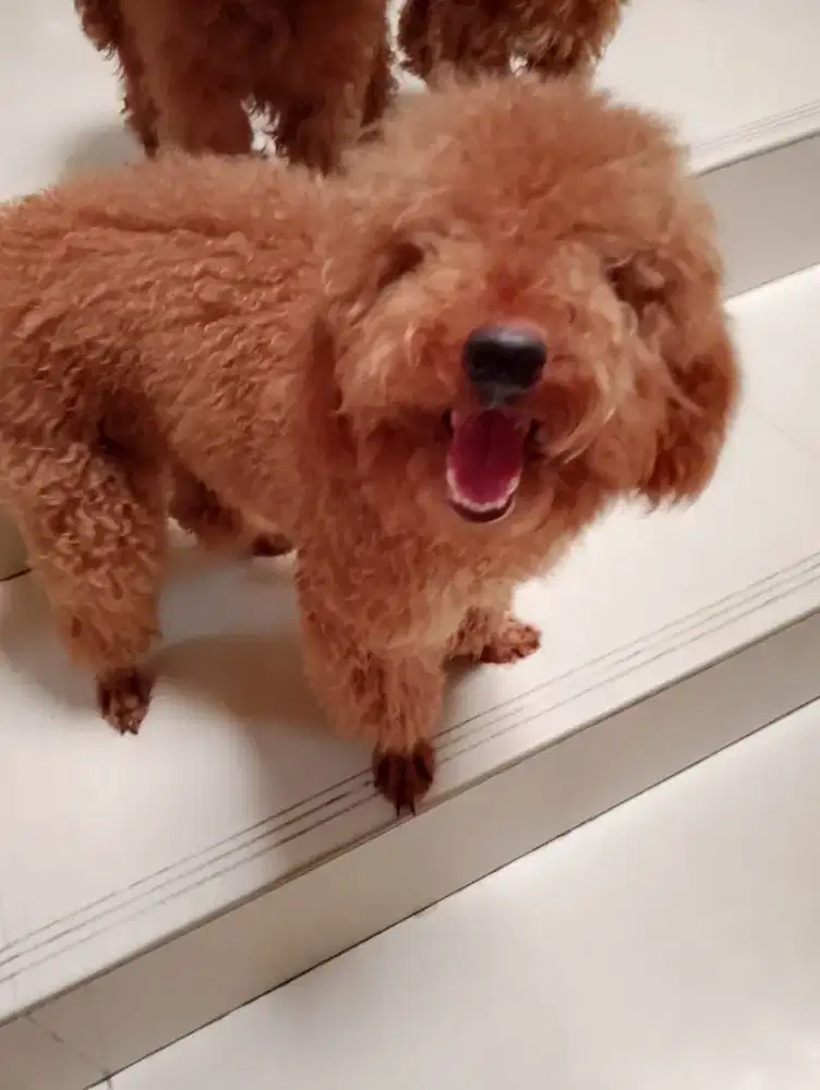 Anjing Jantan Poodle Red