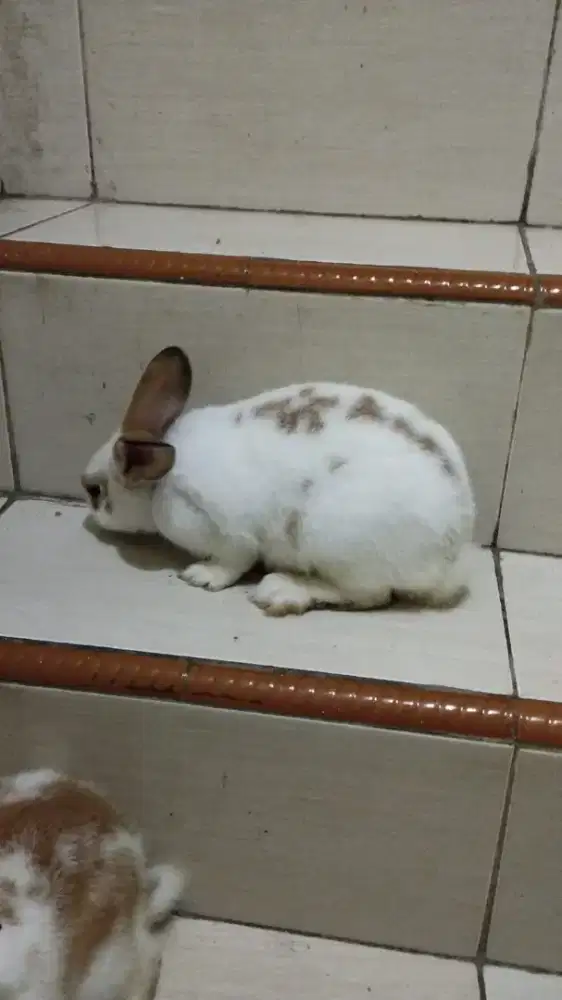 Kelinci anakan warna putih