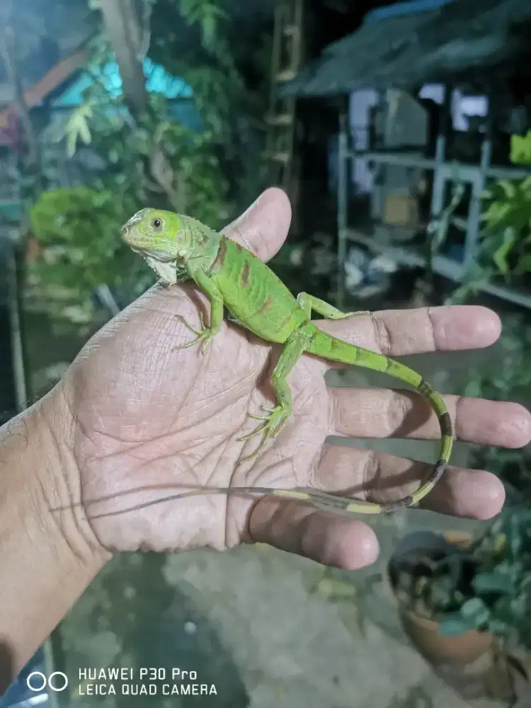 Iguana green size baby sehat