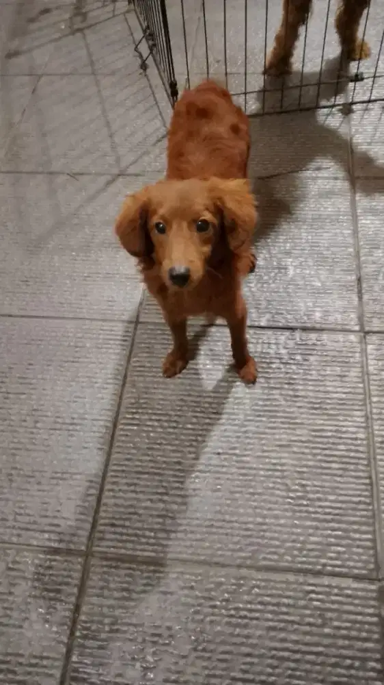 Anjing Jantan Poodle Red Umur 7 Bln