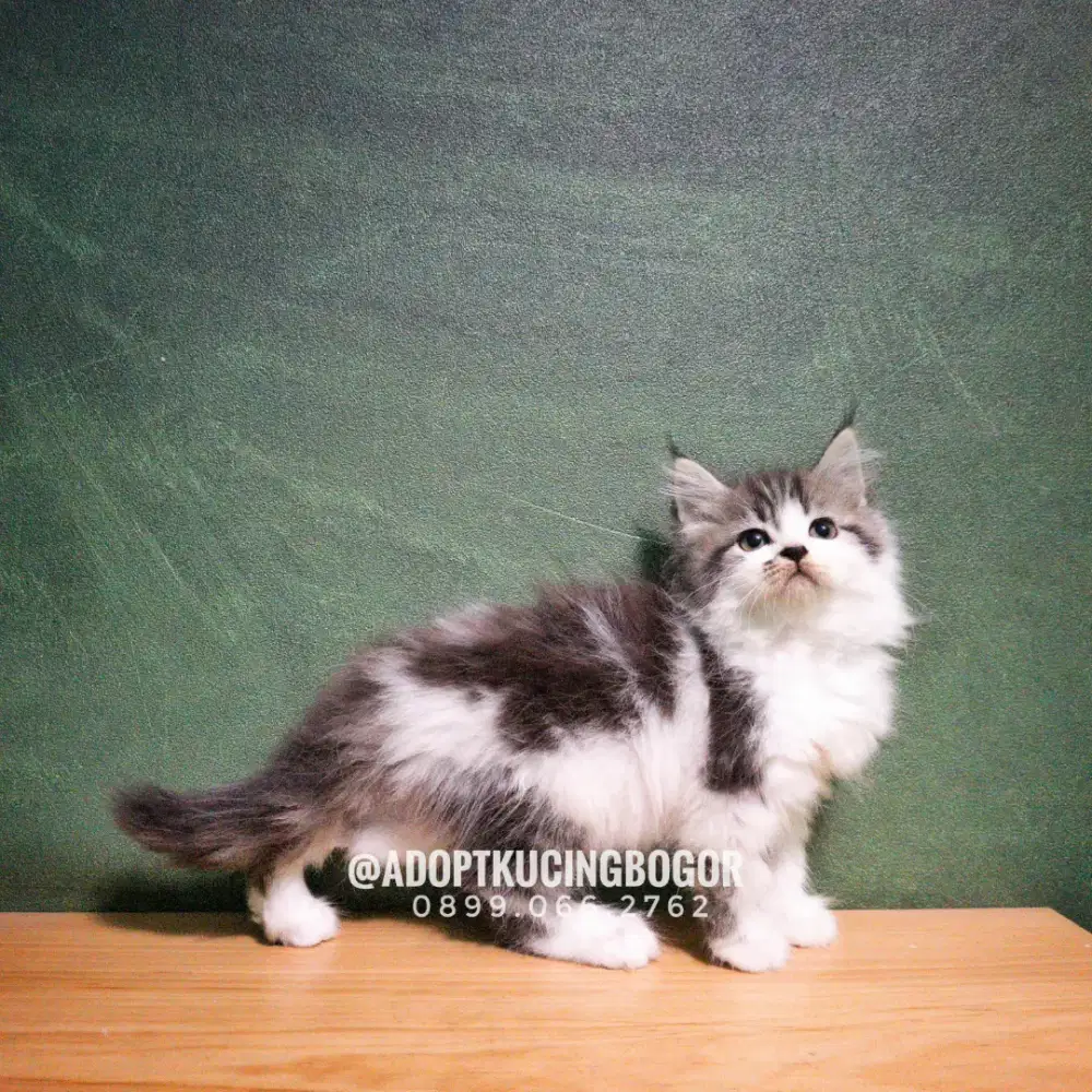 READY KUCING MAINECOON X PERSIA