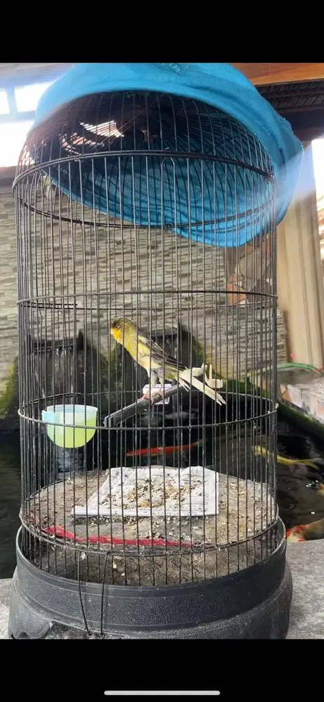 Kenari gacor trah rasmi x lokal