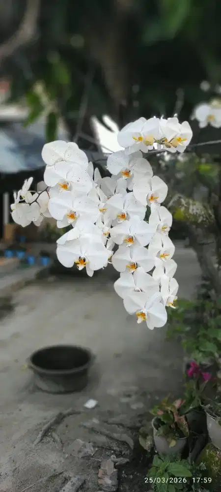 Di butuhkan art muslimah meginap