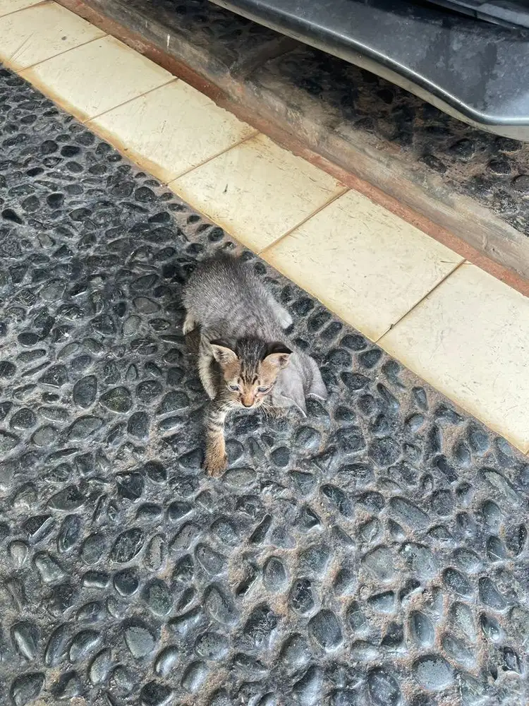 Lowongan ART (menginap)