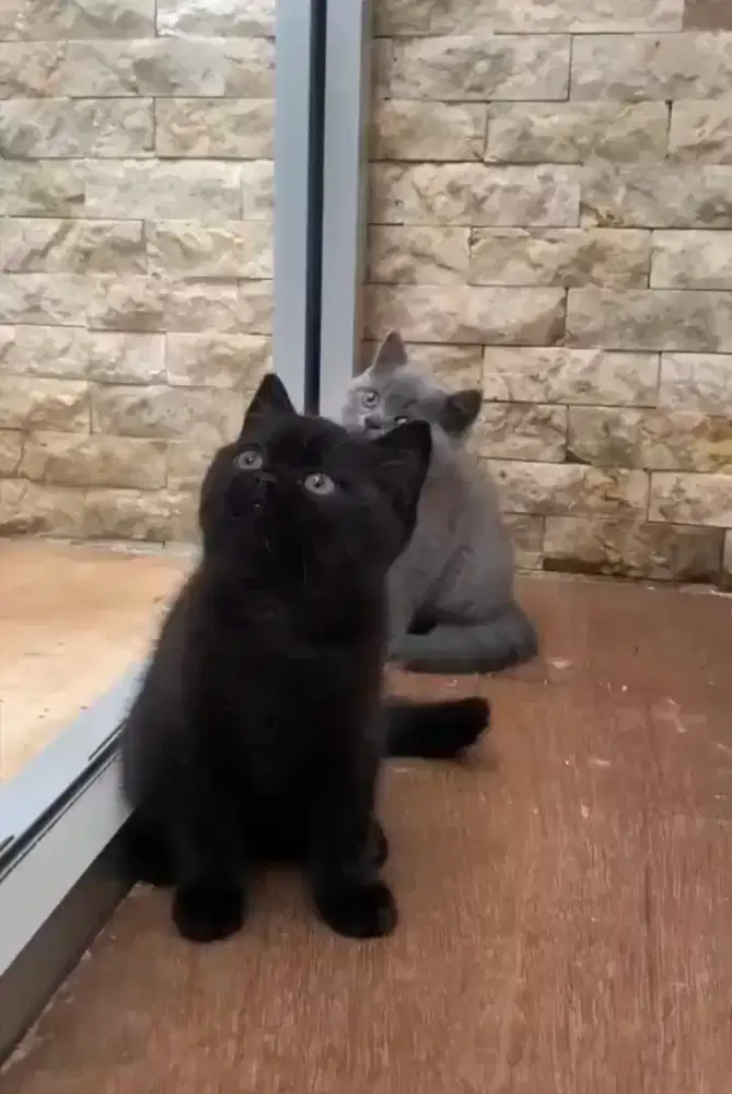 Bsh black solid female