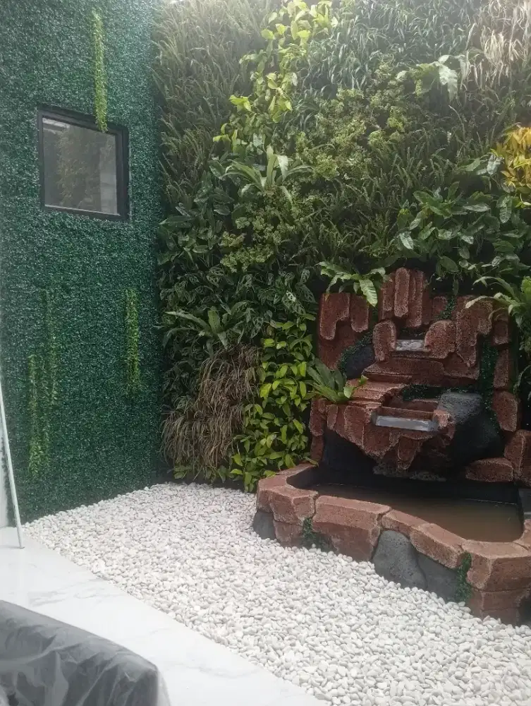 Jual rumput gajah mini