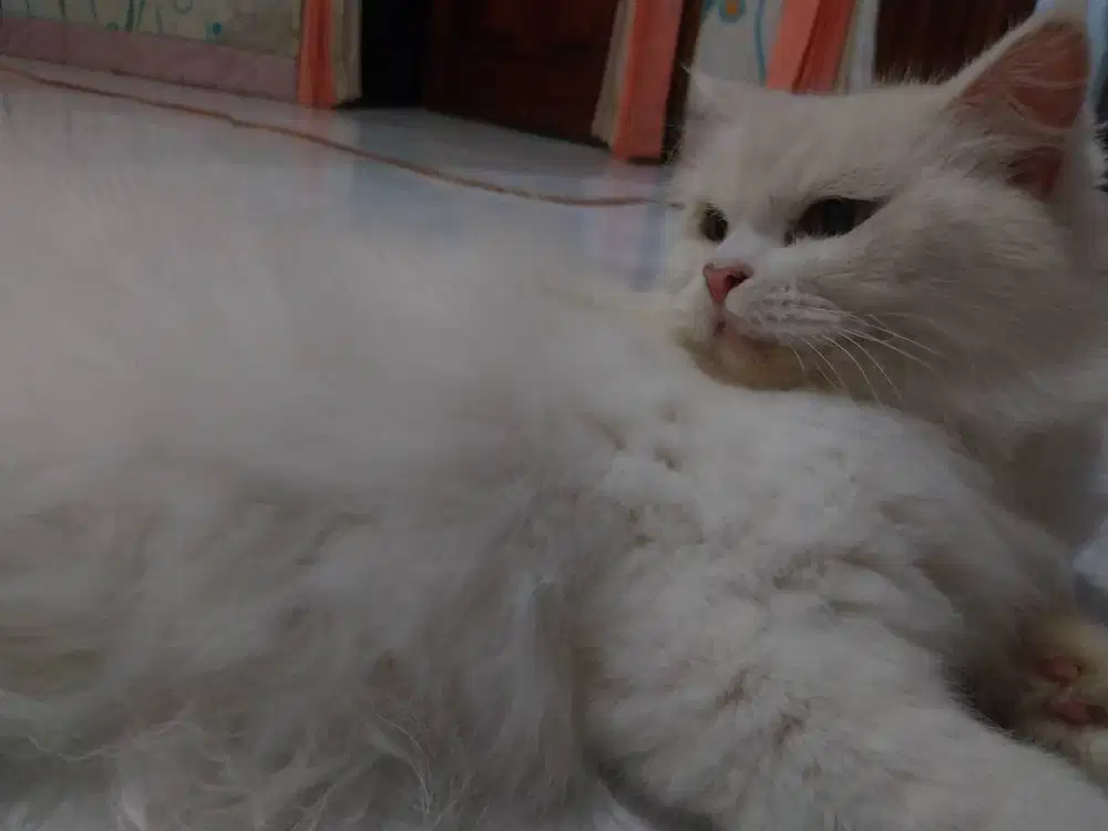 Kucing anggora persia mix, gercep , murmer