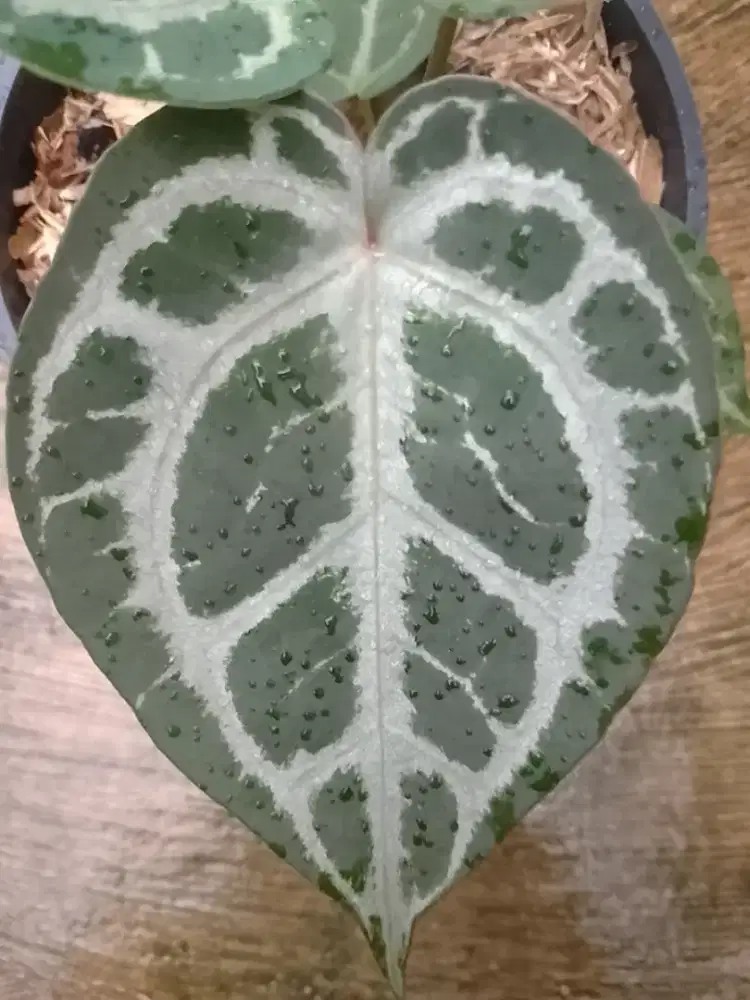 Tanaman hias anthurium red tiger
