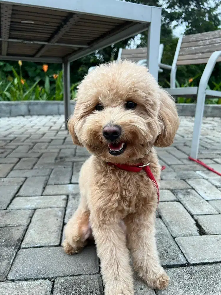 Dicari ART/ Pembantu yang sayang sama doggies