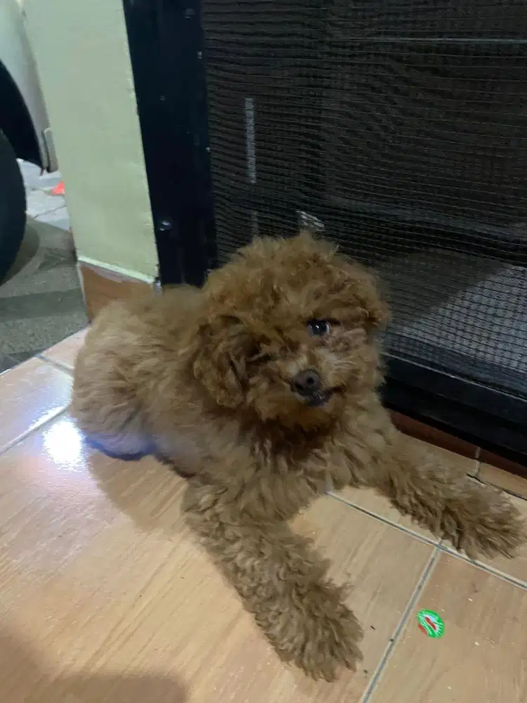 Toy poodle betina