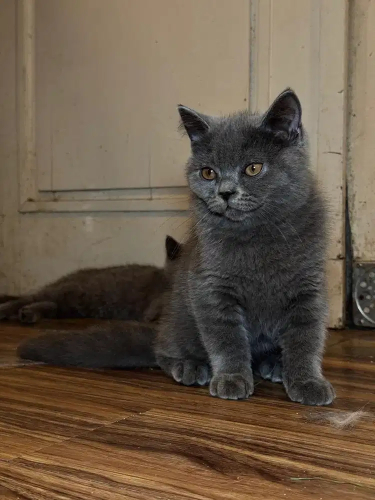 Kucing beitish shorthair bsh pure gendut