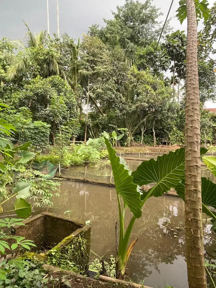 Dijual Tanah Kolam