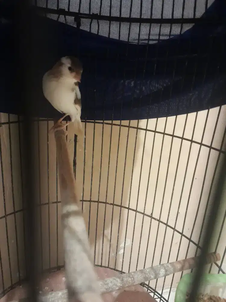 Kenari loper panda gacor