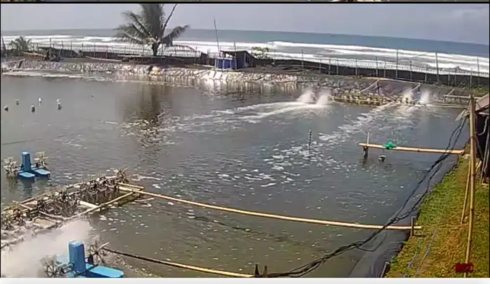 Dibutuhkan Operator Tambak Udang