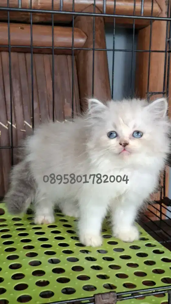 Kucing persia betina/kitten ragdol betina /kucung ragdol betina