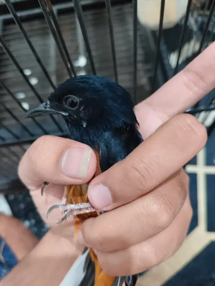 Murai Blorok Ekor panjang Jantan