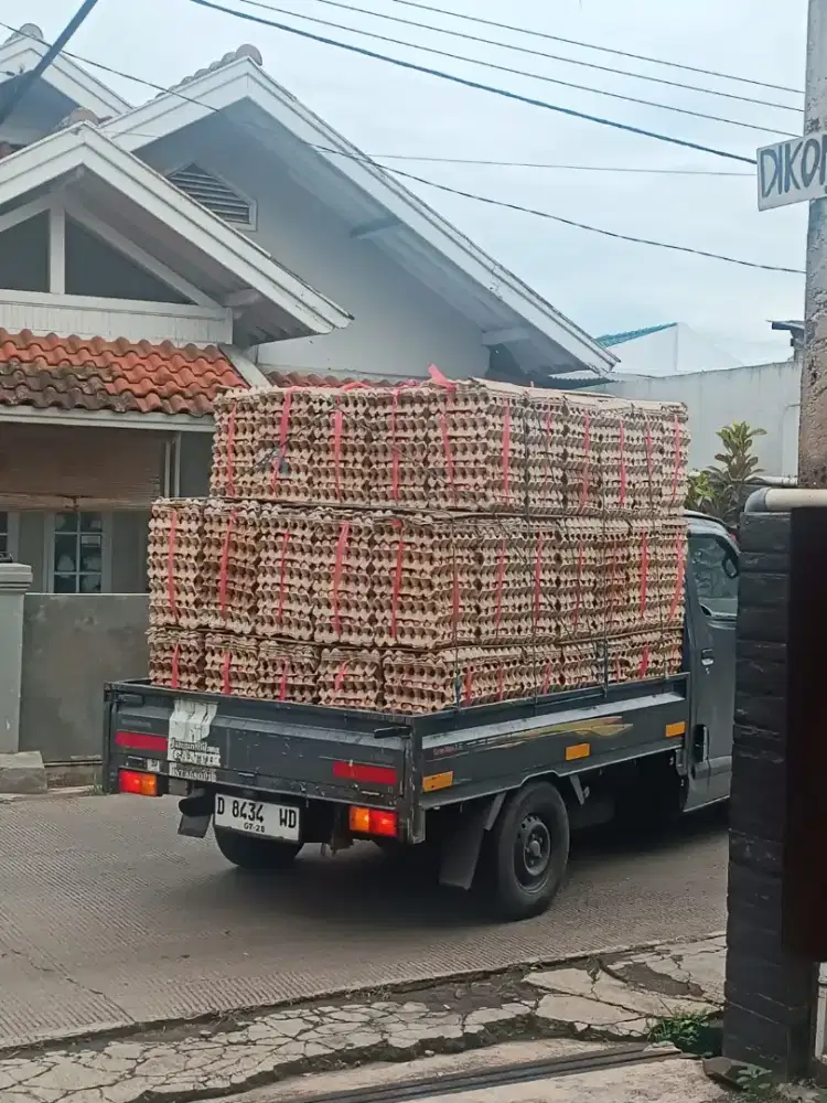 Dibutuhkan segera : kurir telur