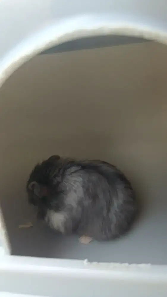 HAMSTER CAMPBEL + KANDANG + TEMPAT MINUM + TEMPAT MANDI