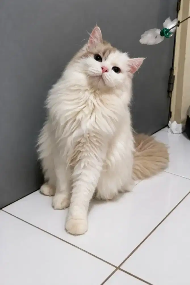 Ragdoll Jantan Non ped