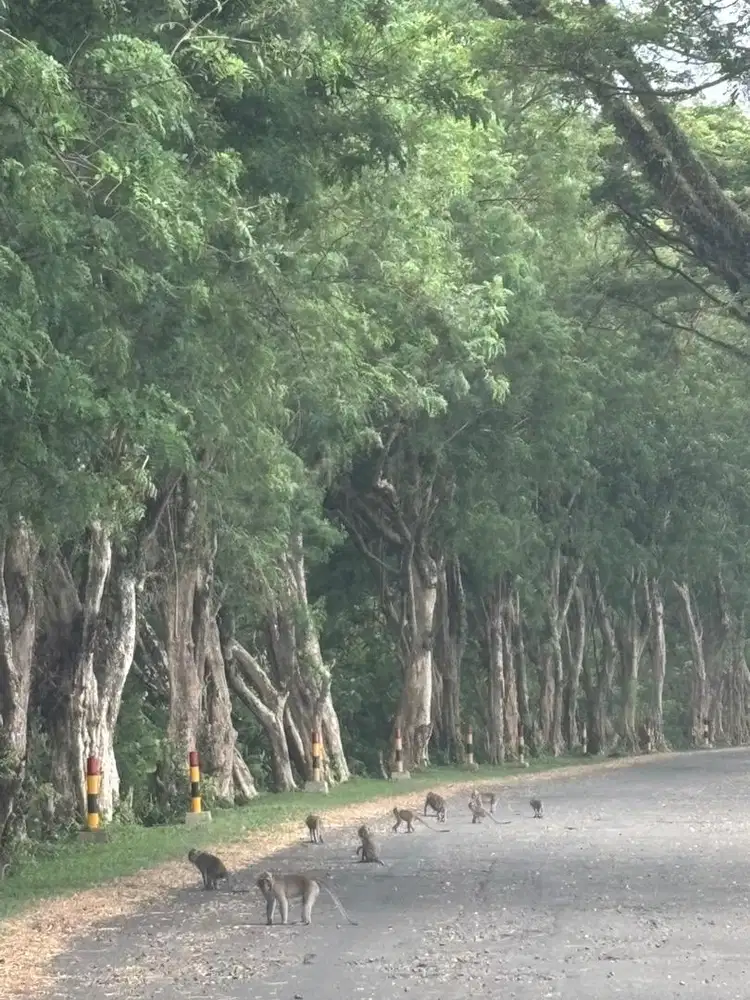 Tukang harian / borongan