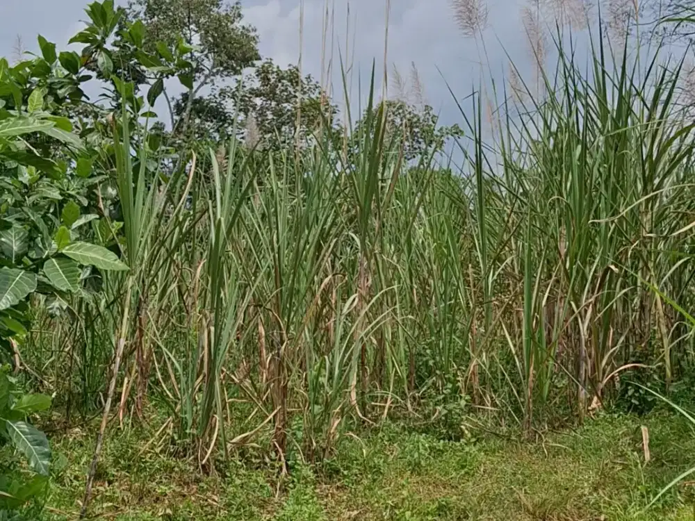 Tanah Murah Di Pajaran Dekat Kota Malang