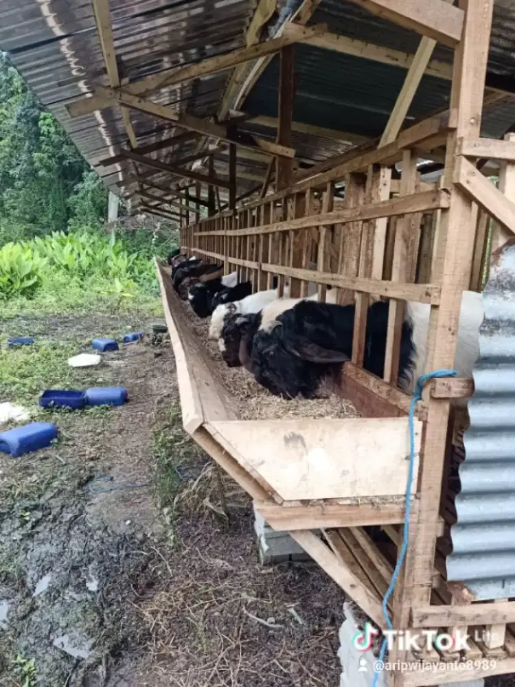 Kambing siapan qurban