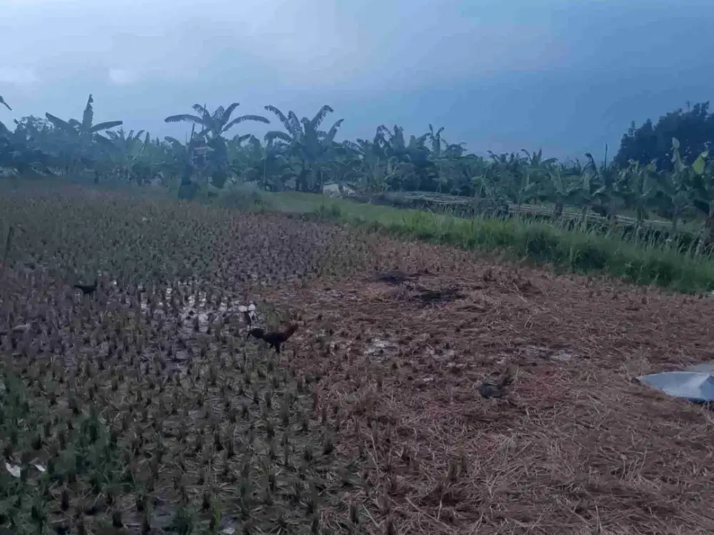di jual tanah kebun view gunung dekat kopi doang di pancawati Caringin bogor