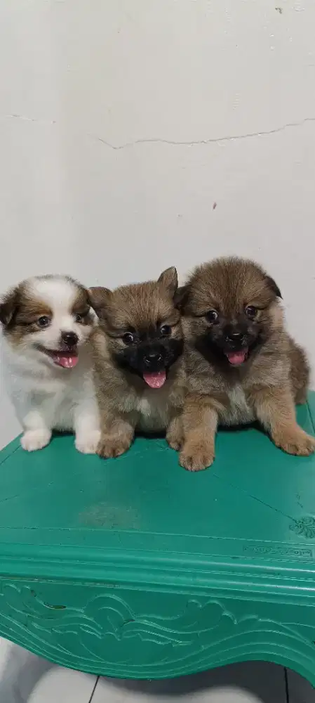 3 ekor minipom mix