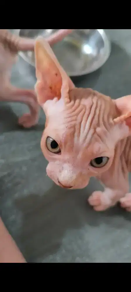 Kucing Sphynx X Bambino Kitten 2 bulan