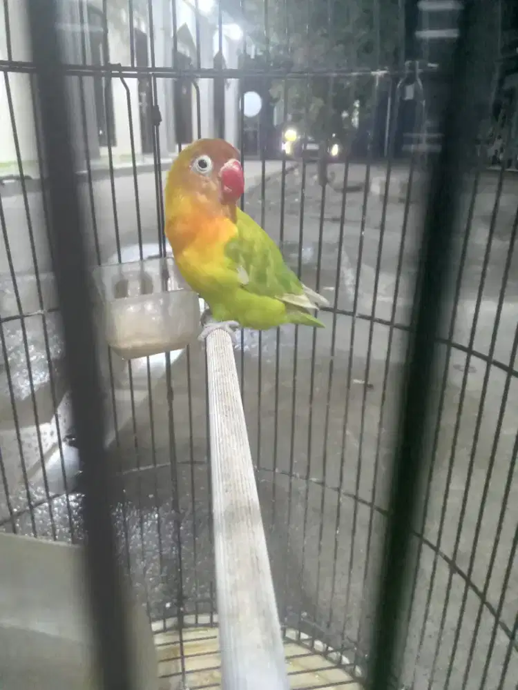 Lovebird betina dewasa