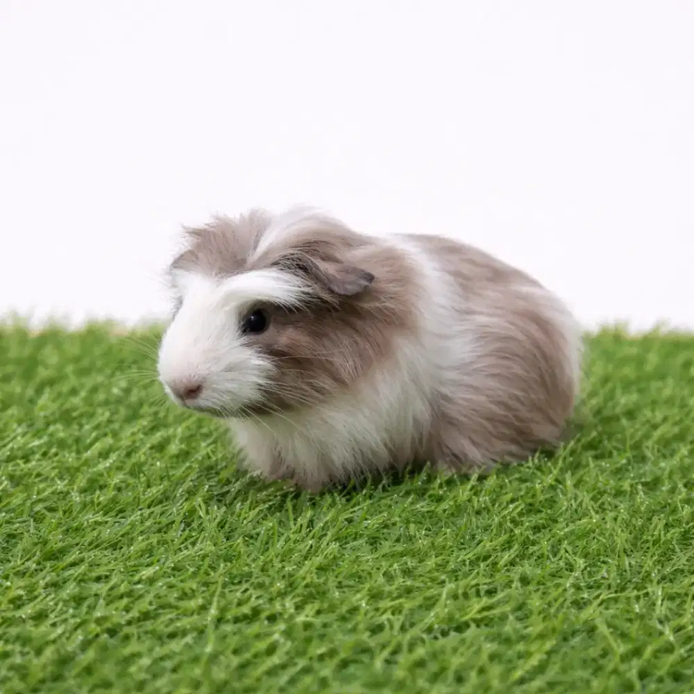 Marmut hias / guinea pig