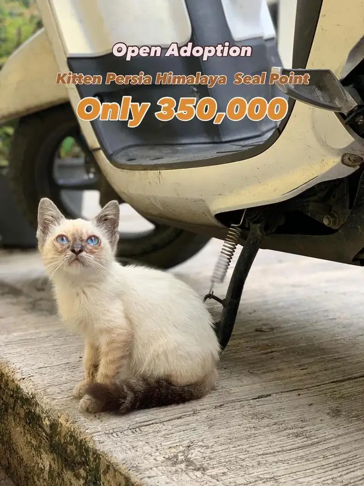 Kucing Himalaya Seal Point
