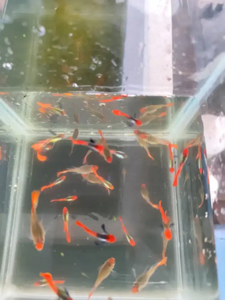 Ikan guppy PRTDE koi Ribbon