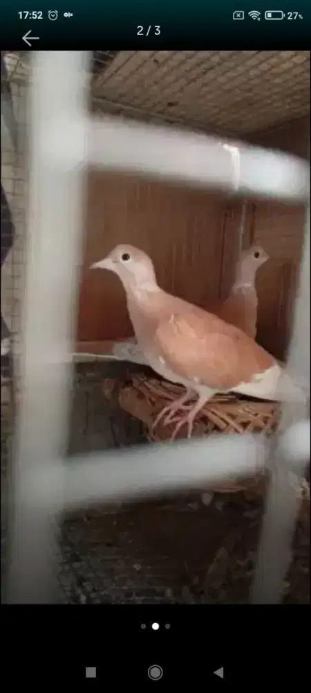 Buru puter irak sepasang