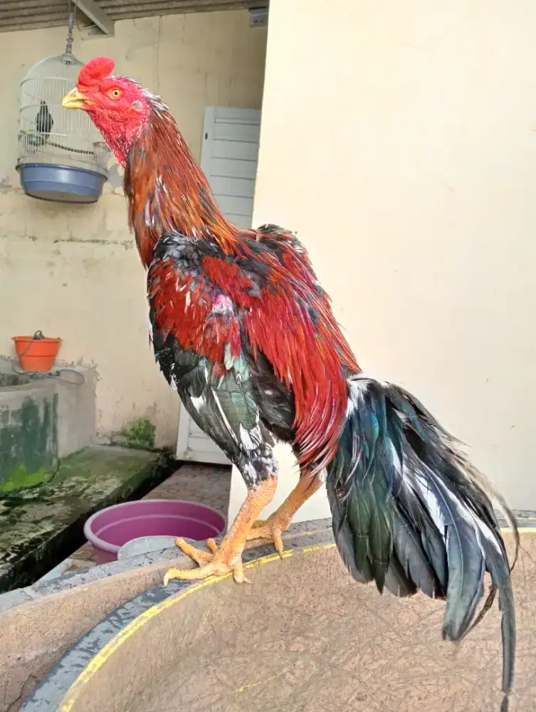 Ayam Bangkok Jalu teplek surowatu umur 1 urakan