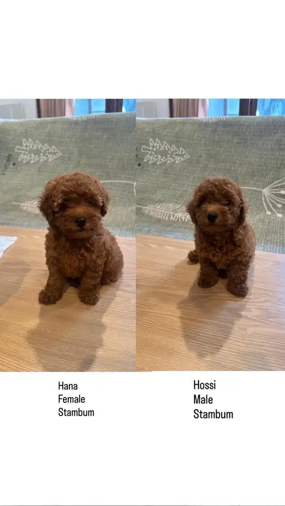 Toy Poodle Red Stambum