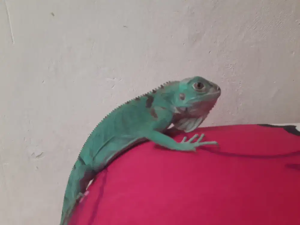 Iguana blue mulus