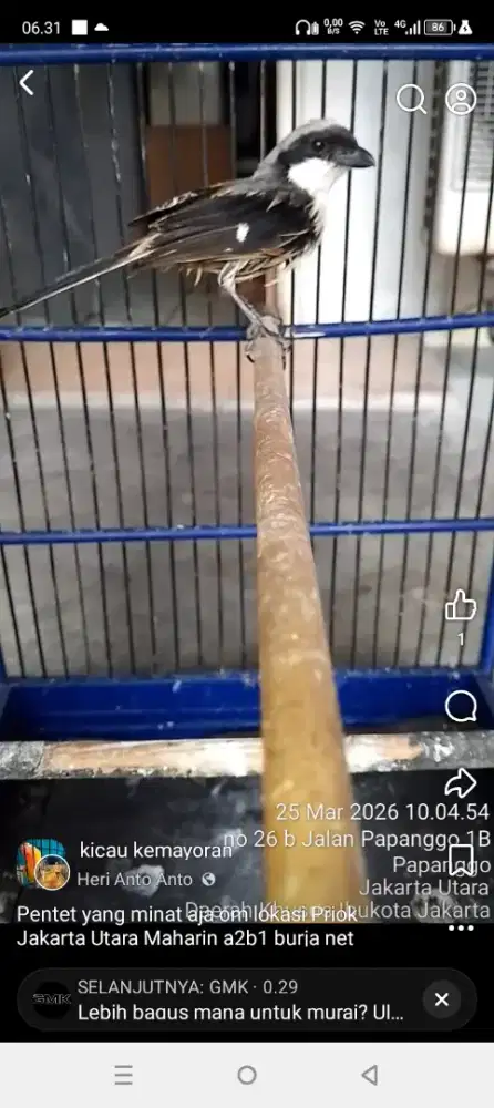 Burung pentet,cendet