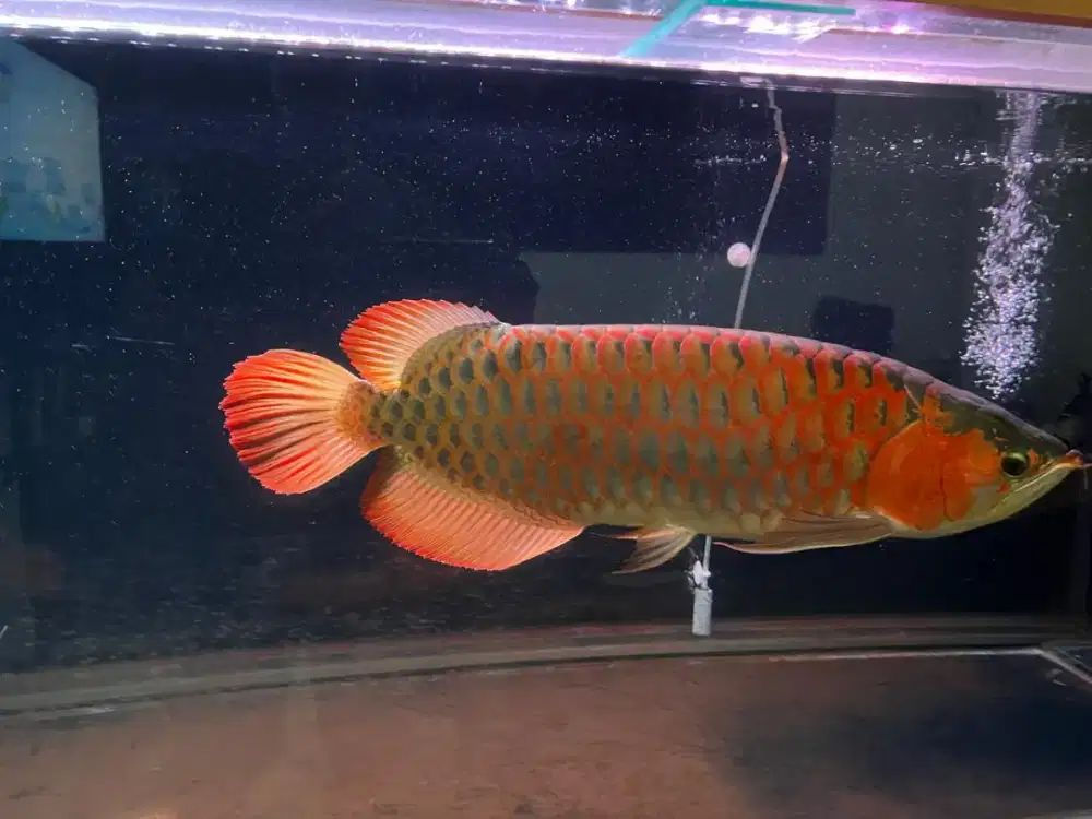 Arwana super red