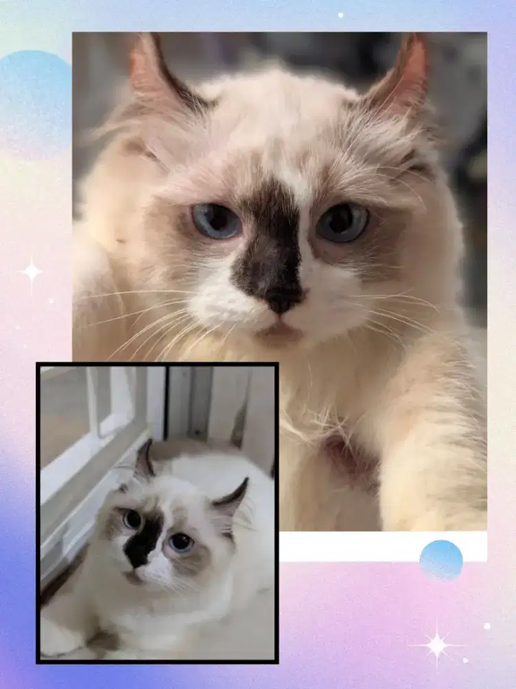 Munchkin Kinkalow Midol Betina Blue Eyes