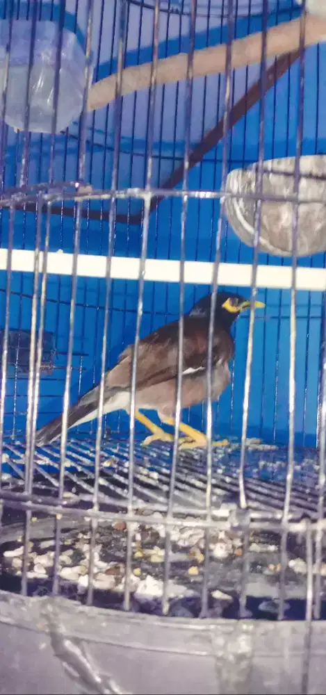 Jalak Nias  KIcau jinak