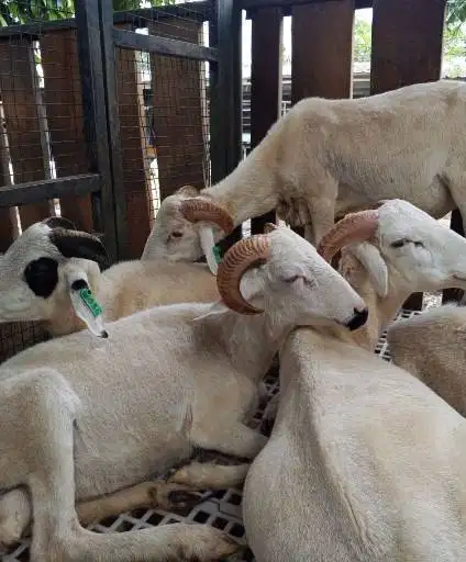 domba jantan 35kiloanUP timbang hidup layak hewan qurban terbaik 2026