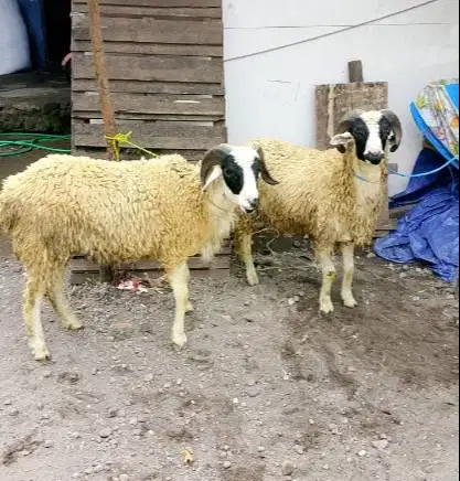 domba jantan 35kiloanUP timbang hidup layak hewan qurban terbaik 2026