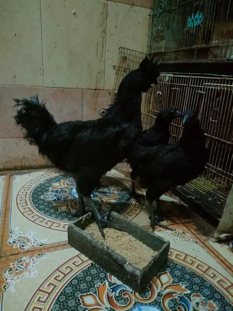 Ayam cemani lidah hitam umur 4.5 bulanan jual sepsang