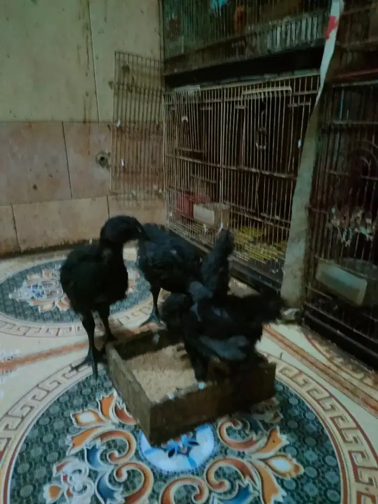 Ayam cemani lidah hitam umur 1.5 bulanan jual perpasang