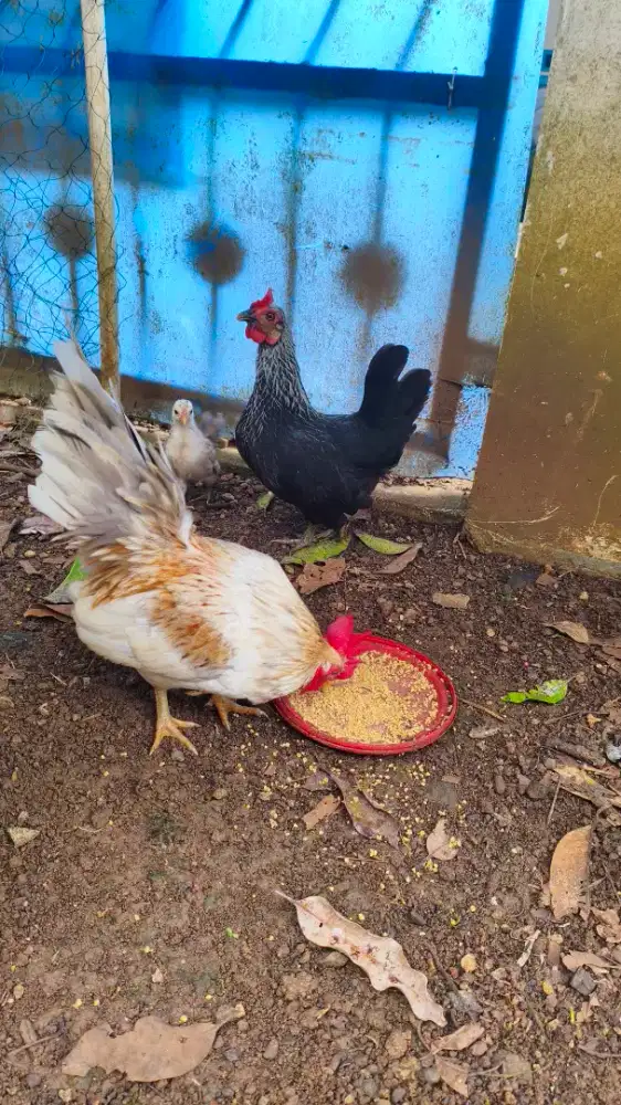 Ayam kate sepasang bonus anaknya