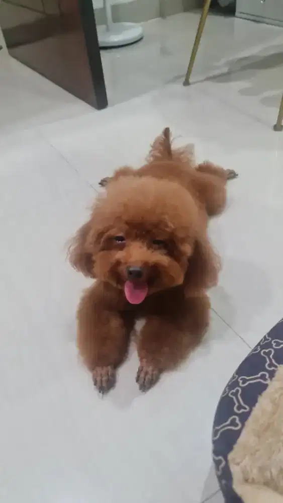 Dibutuhkan mba jaga anak + ART