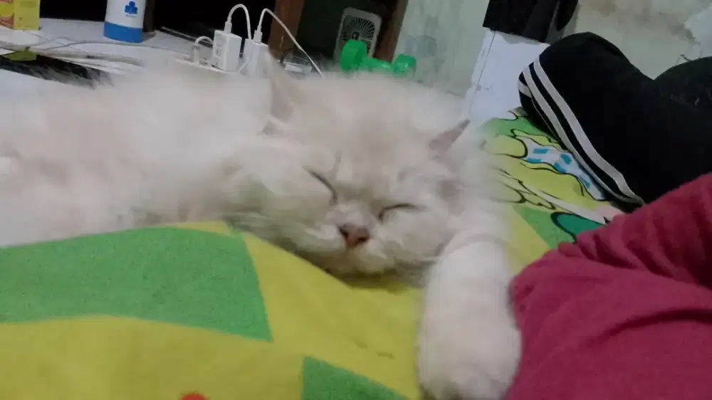 Anabul Cantik Persia